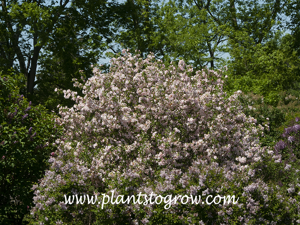 Fringed Prairie Crab (Malus ioensis Frimbriata)
mid May